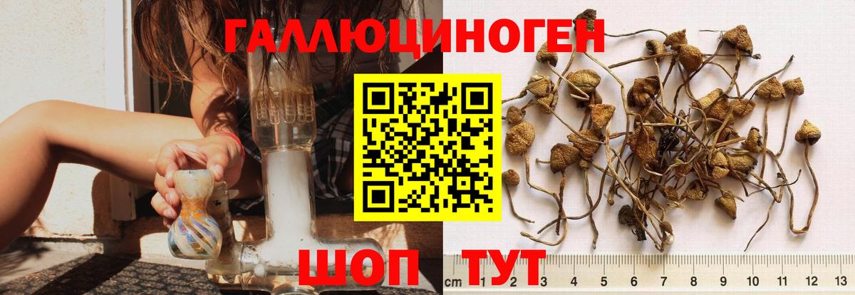 Псилоцибиновые грибы прущие грибы Сибай